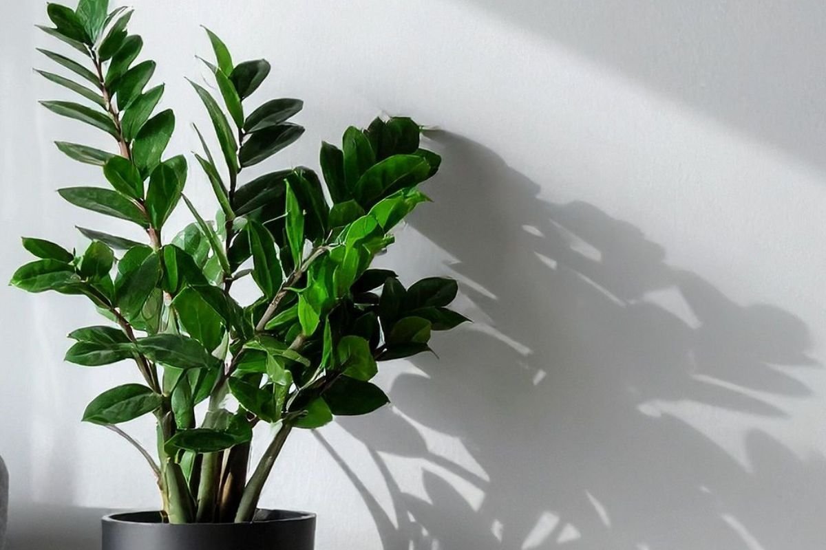 Are ZZ Plants Toxic to Cats? Understanding Plant Safety for Feline Friends