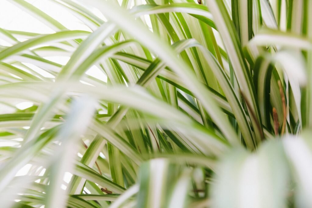 are spider plants poisonous to dogs