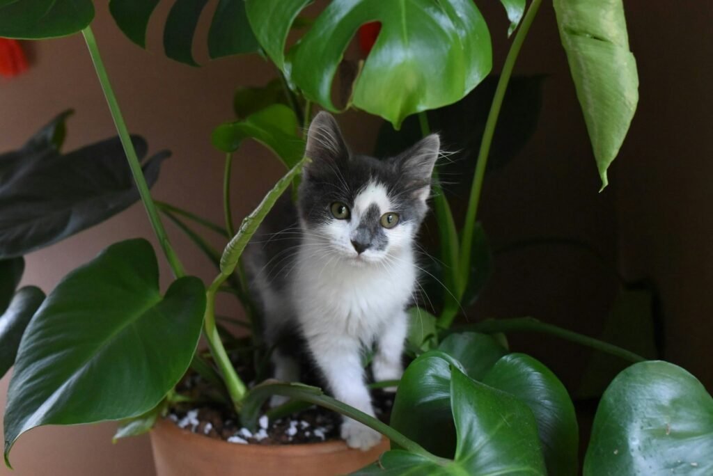 how to keep cats away from plants