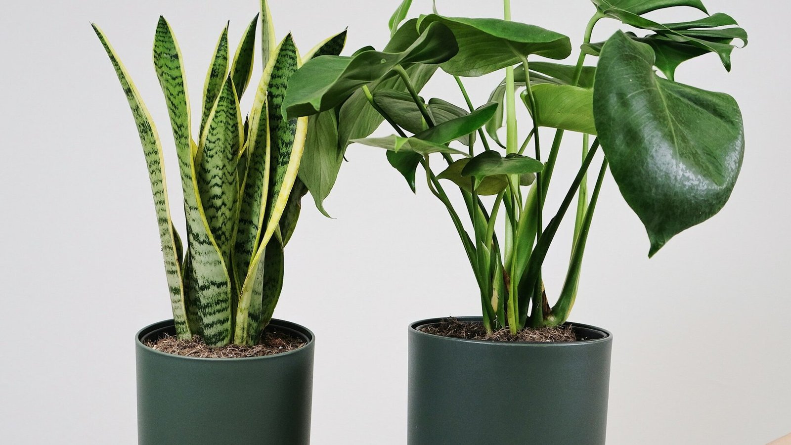 are spider plants poisonous to cats
