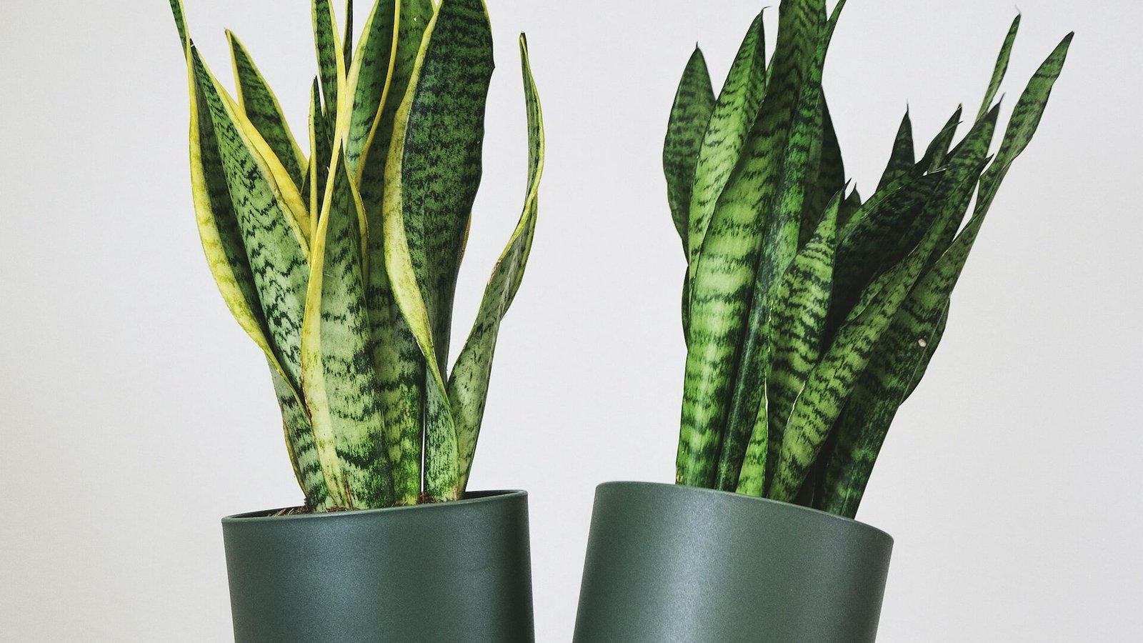 are snake plants toxic to dogs