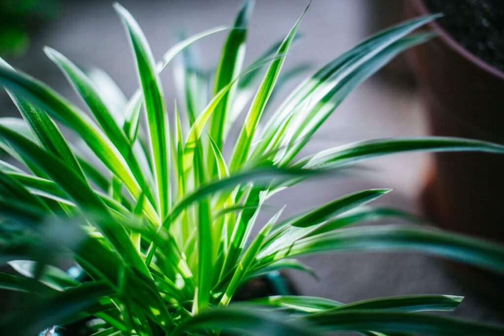 are spider plants poisonous to dogs