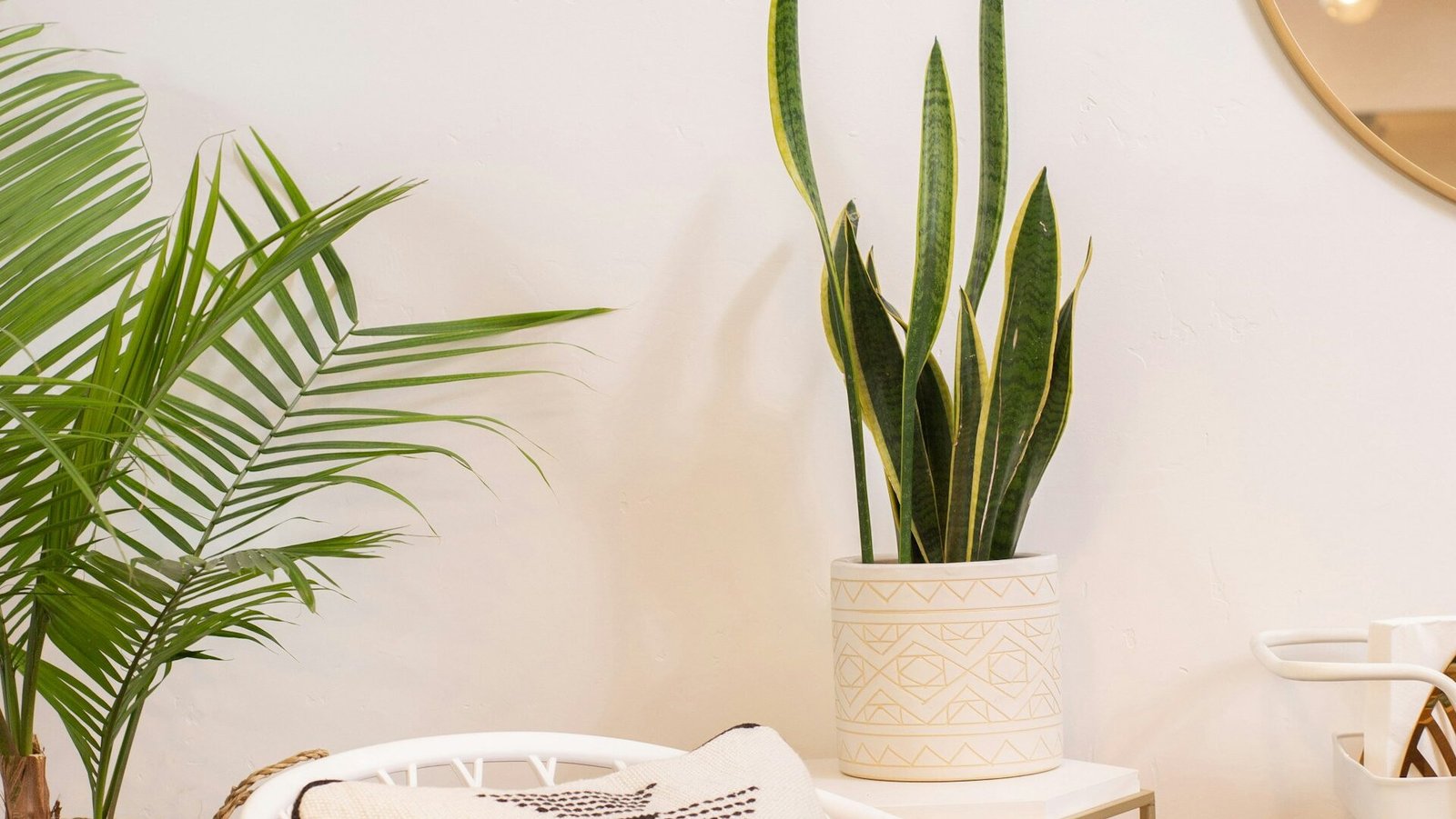 are spider plants poisonous to cats