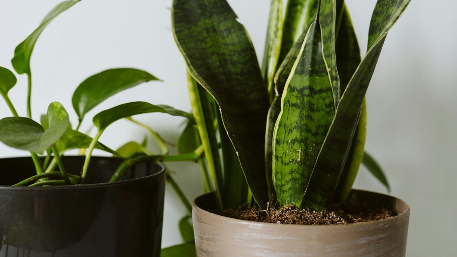 are snake plants toxic to cats