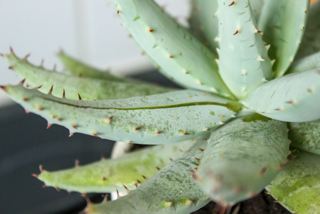 why is my aloe plant turning brown