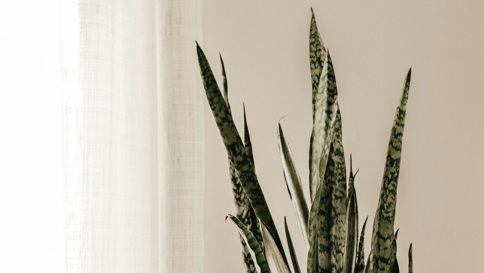 are snake plants toxic to cats