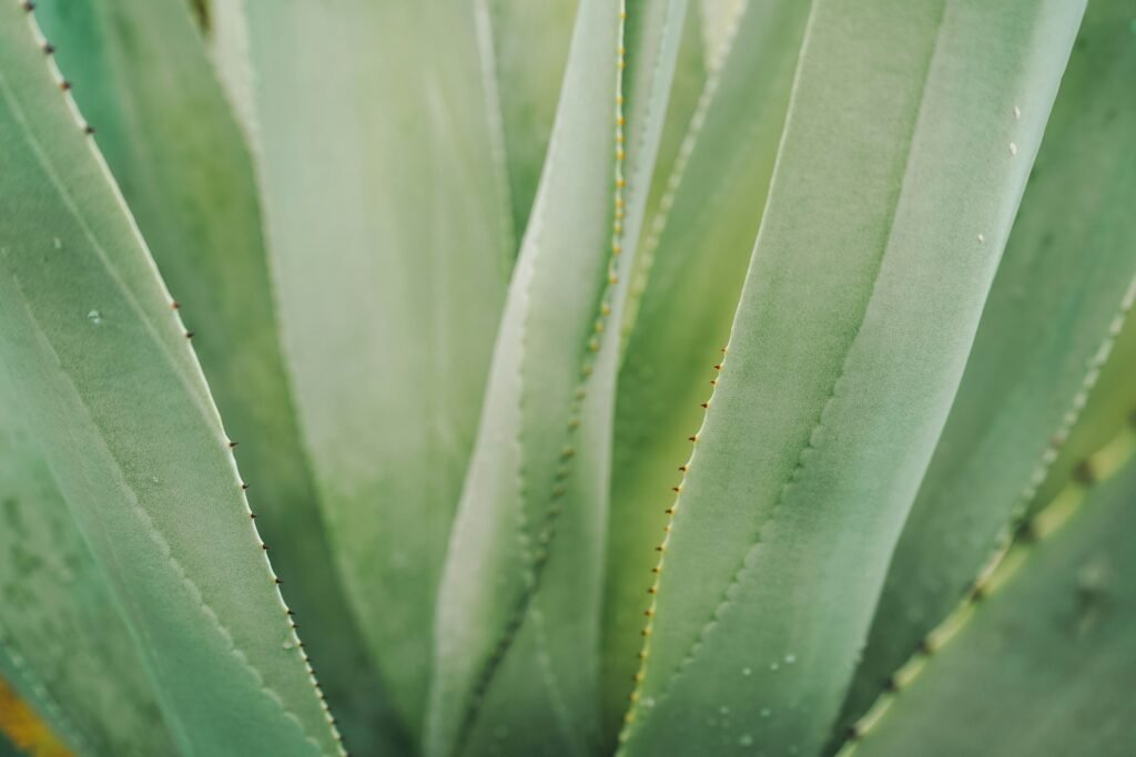 why is my aloe plant turning brown