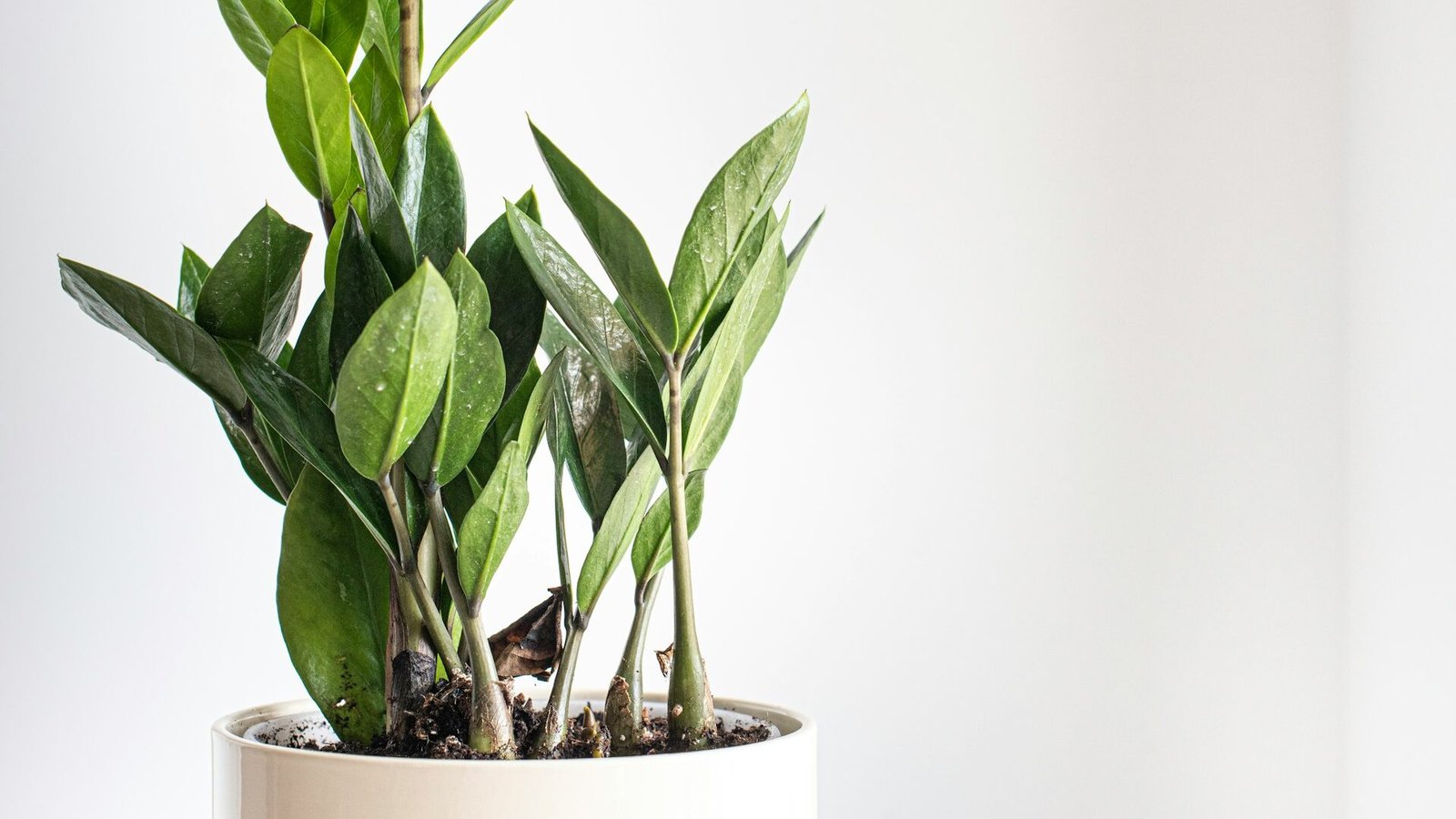 are zz plants toxic to cats