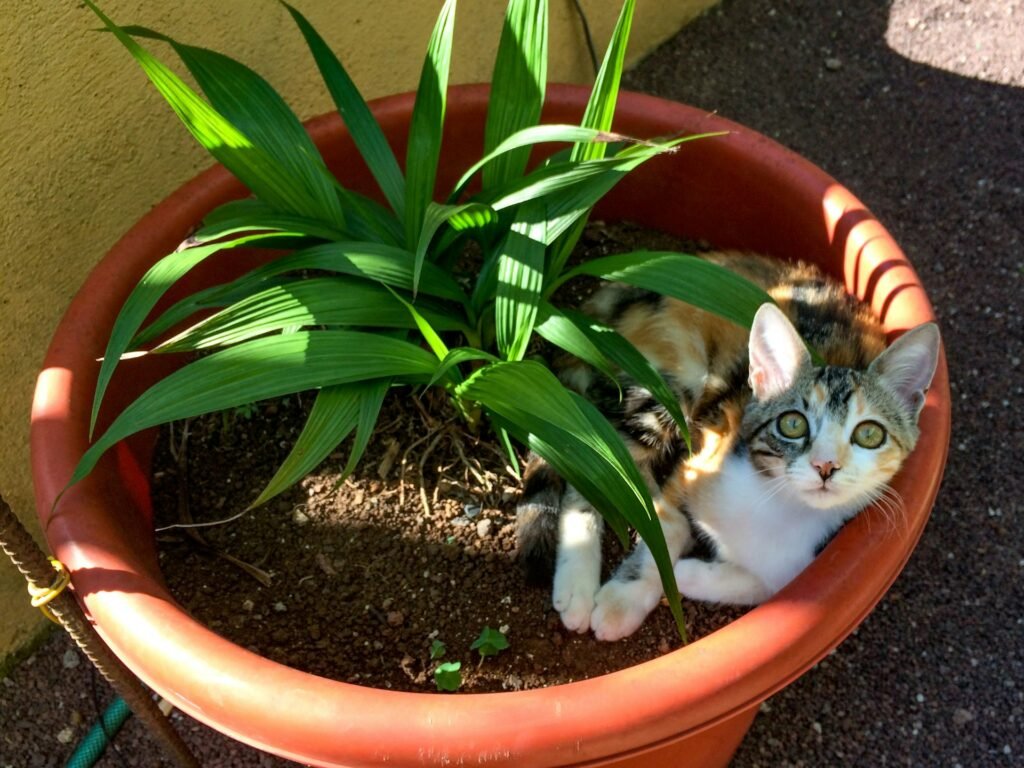how to keep cats away from plants