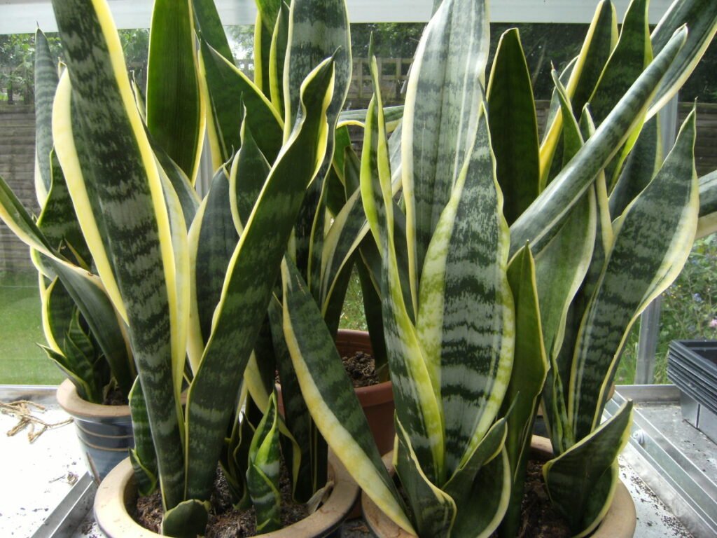 why is my snake plant turning yellow