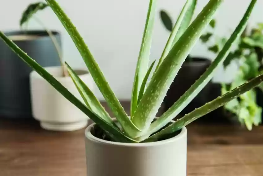 why is my aloe plant drooping