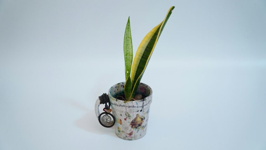 are snake plants toxic to cats