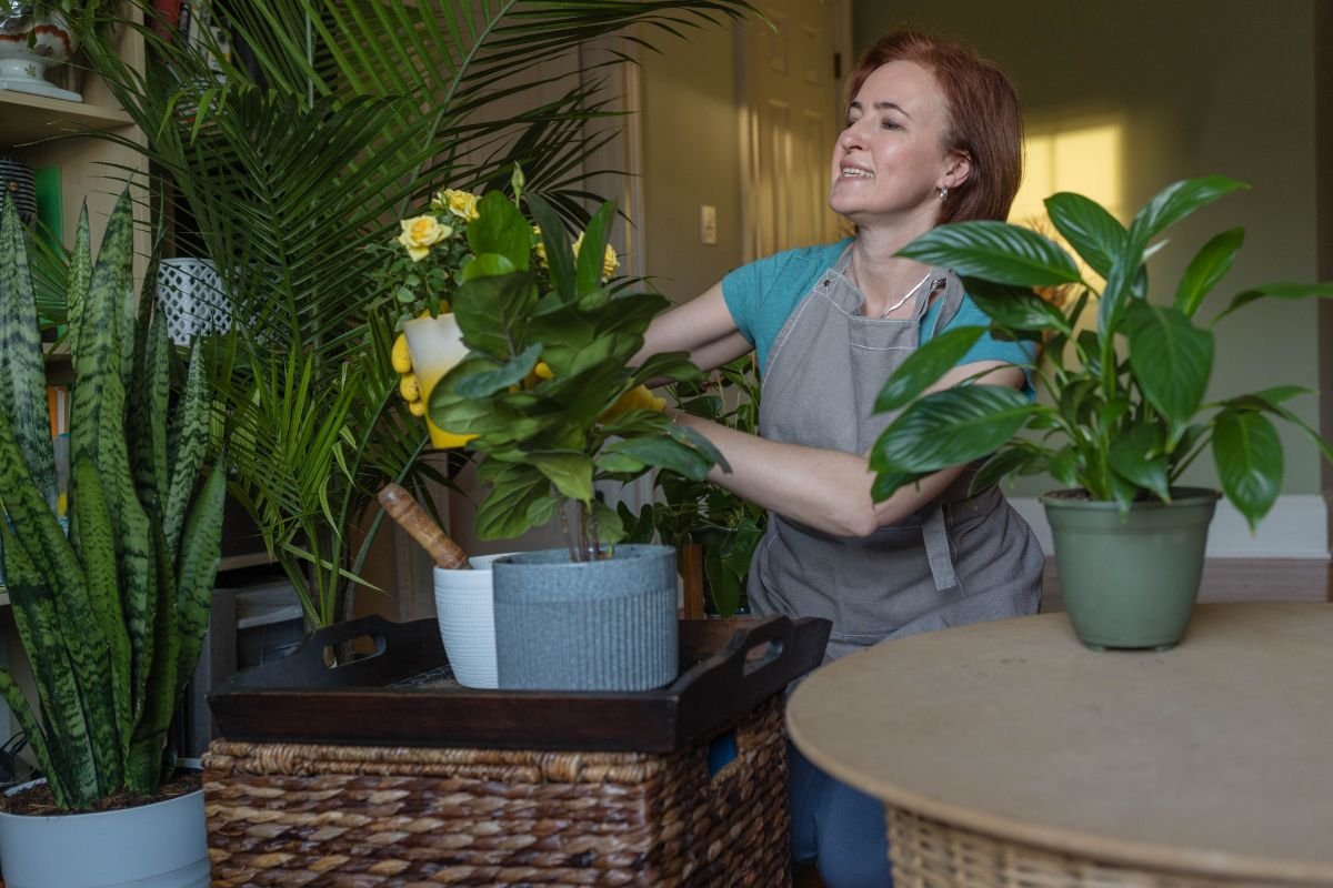 Houseplants benefits. Benefits of Houseplants