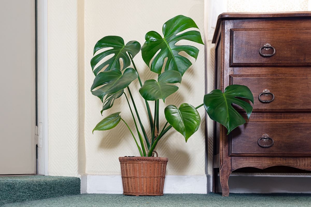 Monstera