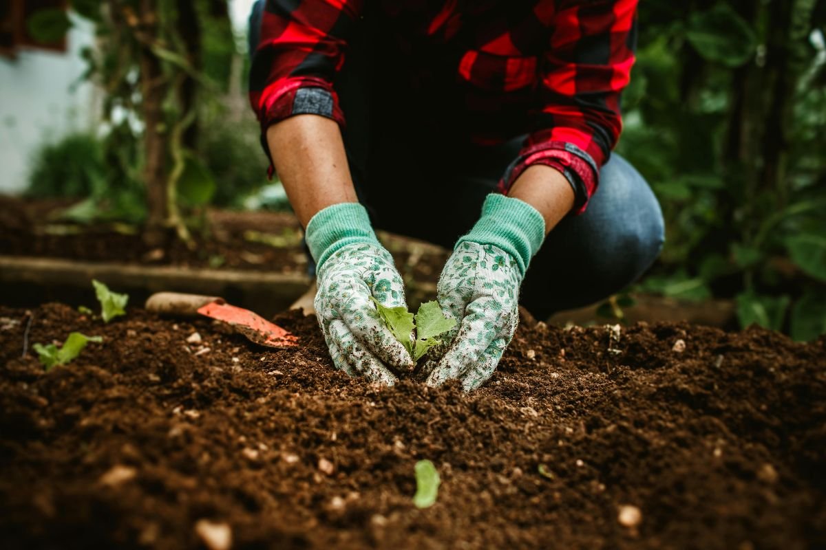 Organic gardening tips
