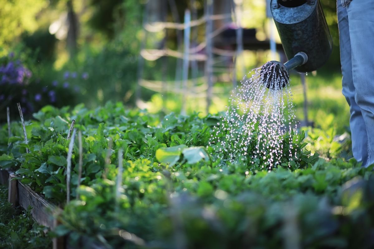 Organic gardening tips