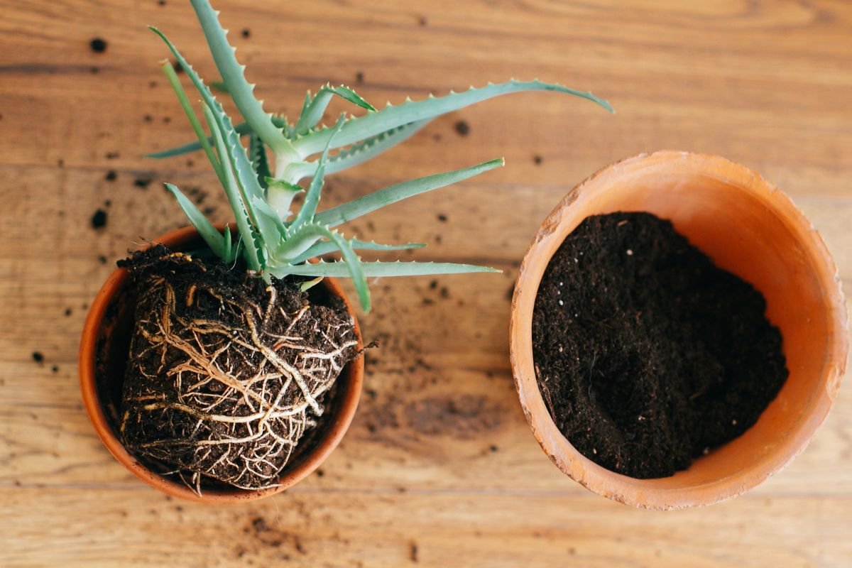 Plant Aloe Vera