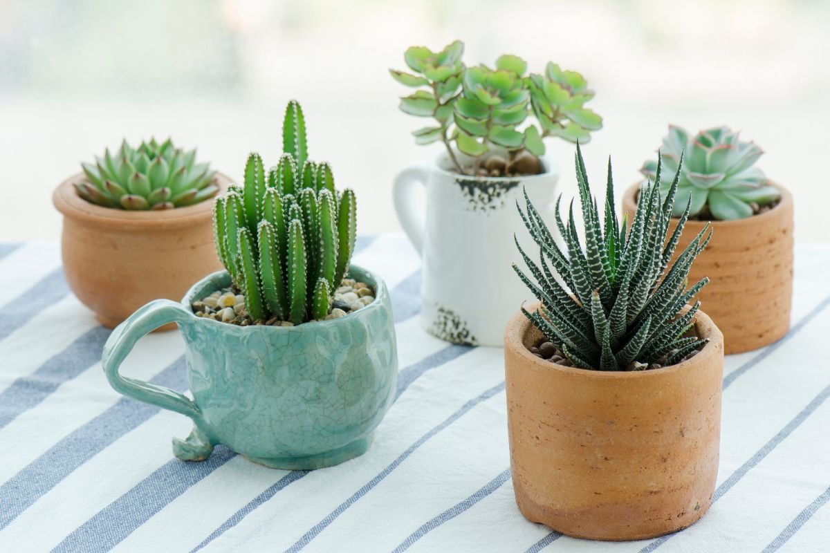 Succulents