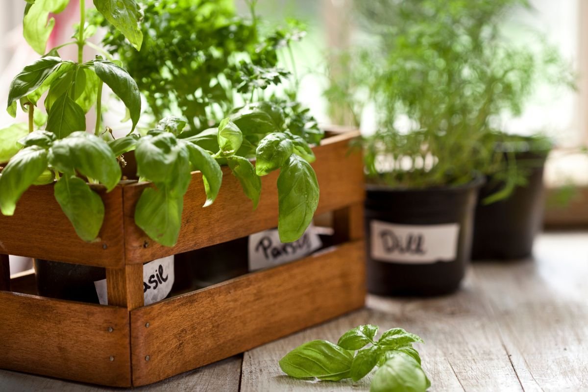 Essential Container Gardening Tips for Success