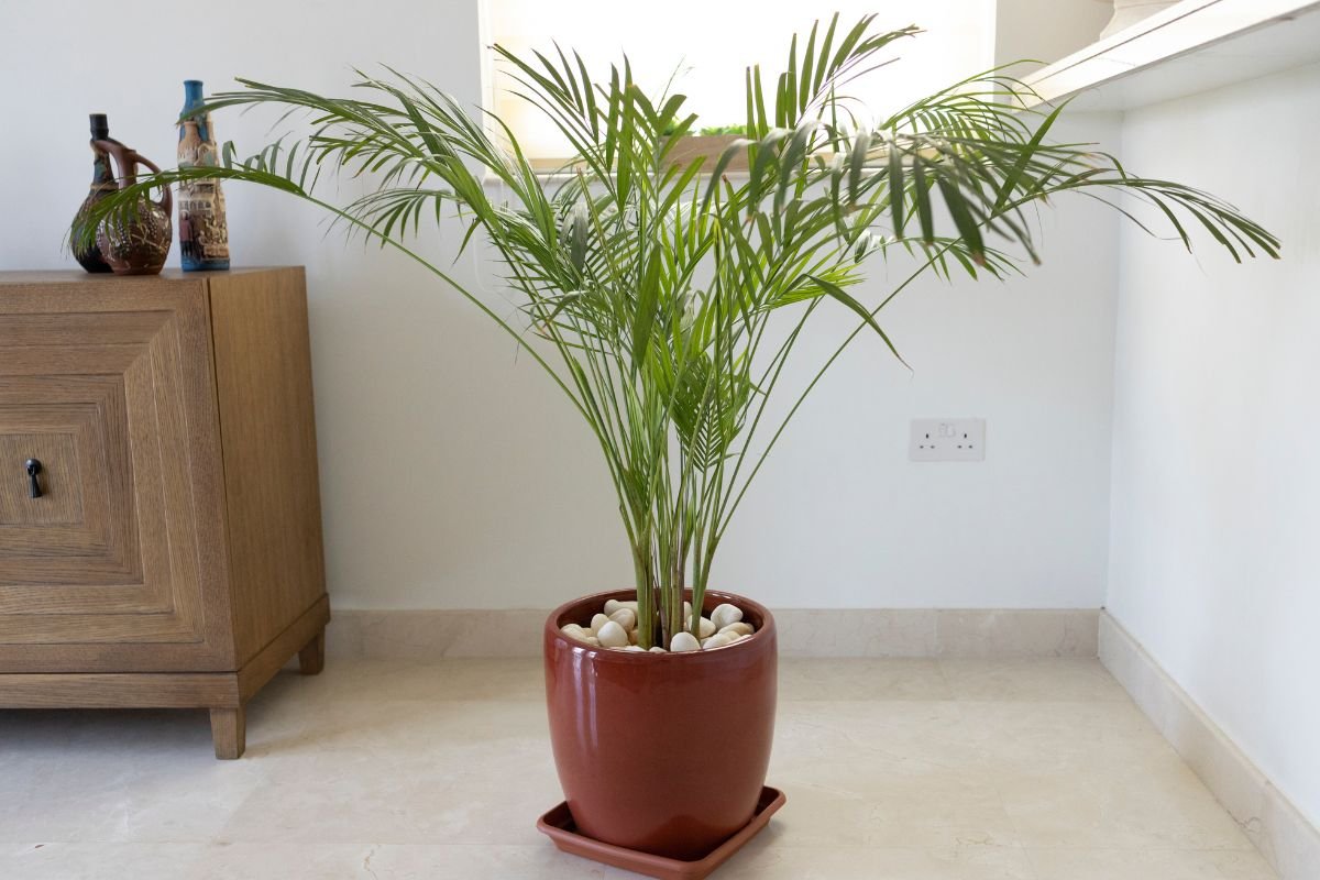 Houseplants for Allergies Relief 
