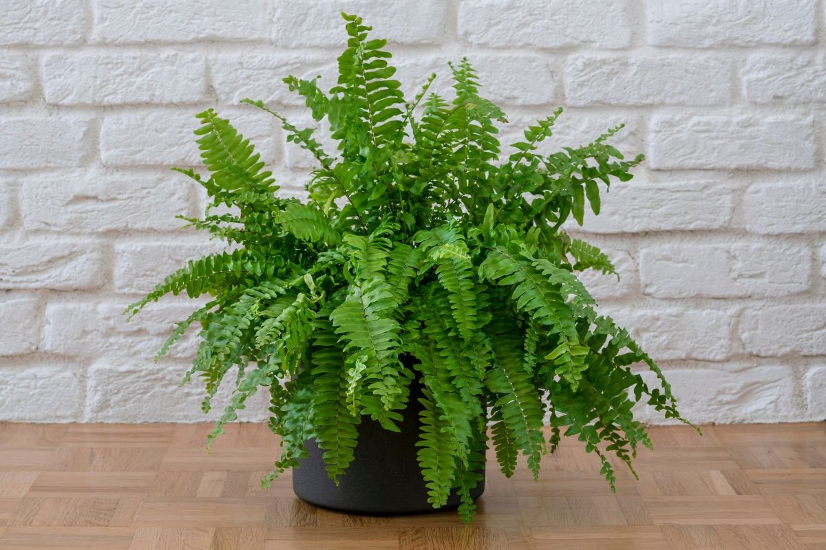 Houseplants for Allergies Relief 