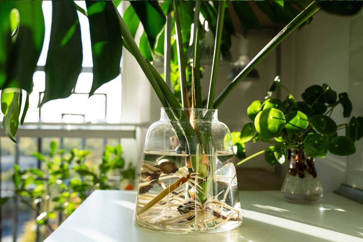 Propagating Houseplants