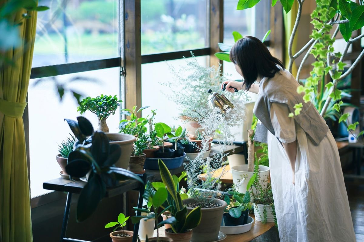 Indoor Plant Care (