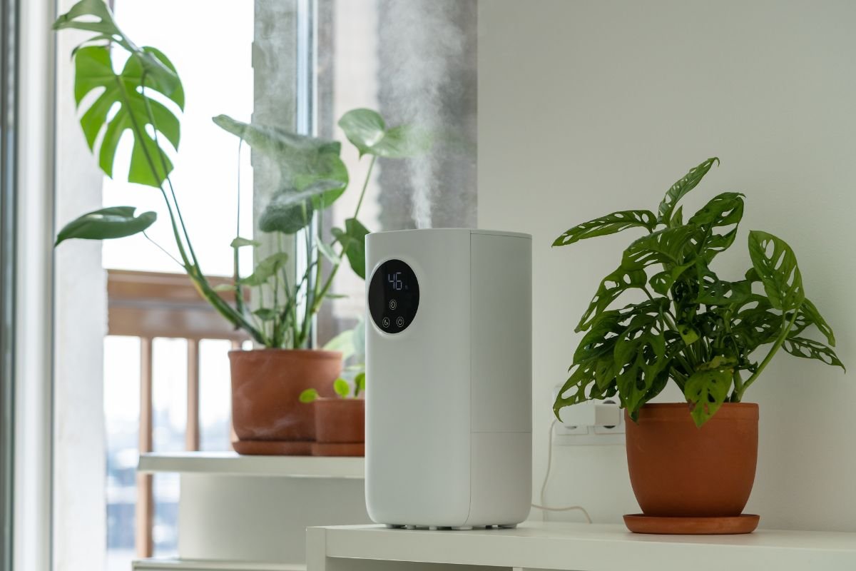 Indoor Plant Care