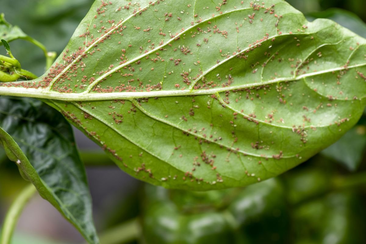 Indoor Plant Pests: Aphids