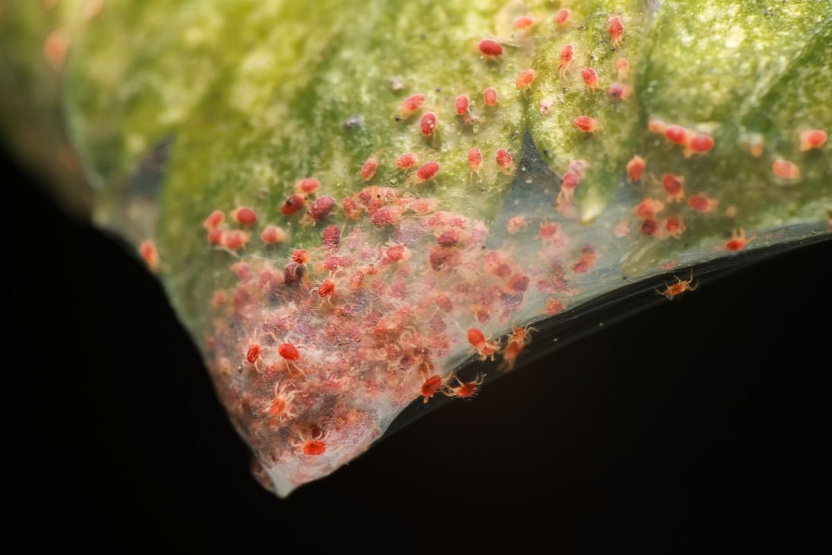 Indoor Plant Pests: Spider mites