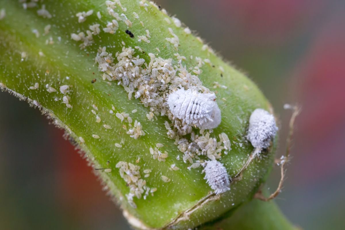 Indoor Plant Pests: Mealybugs