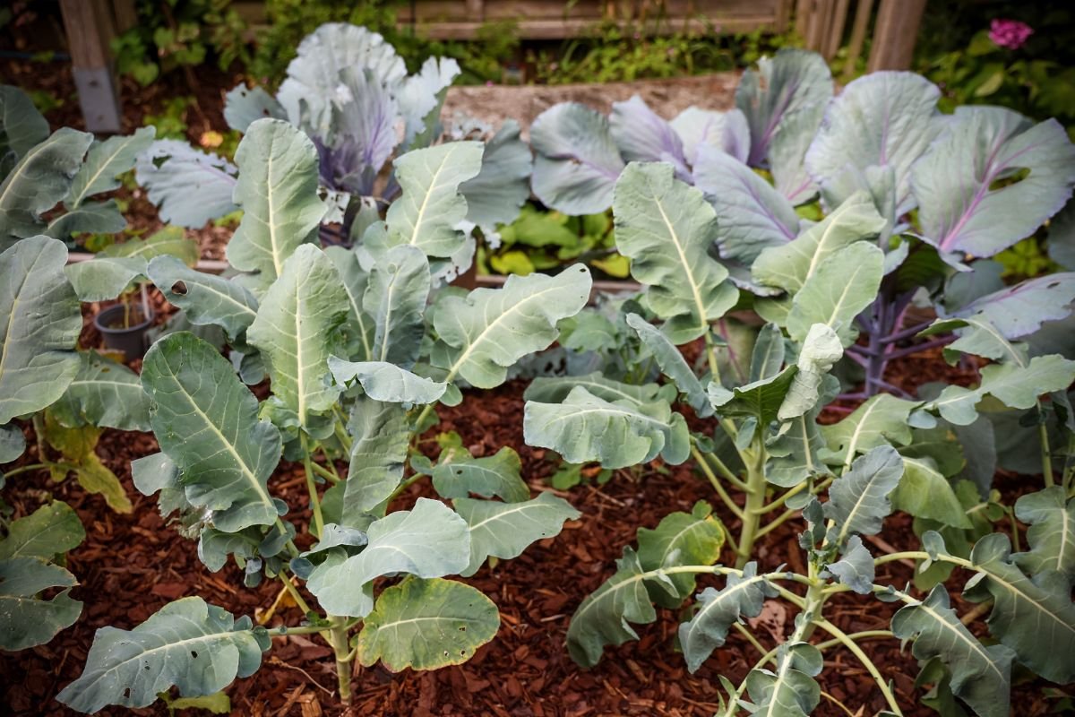 Mulching Vegetables Gardens