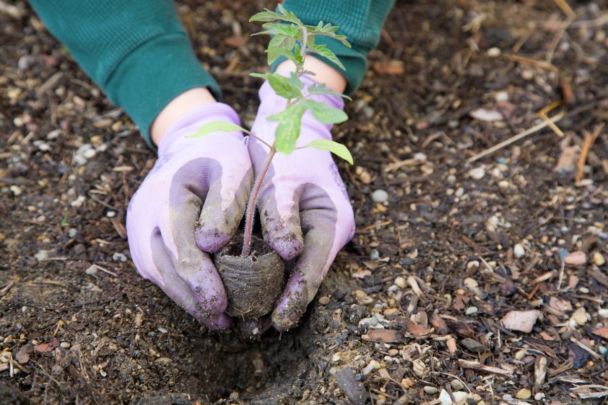 Organic Gardening 