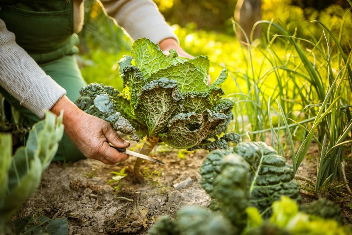 Organic Gardening 