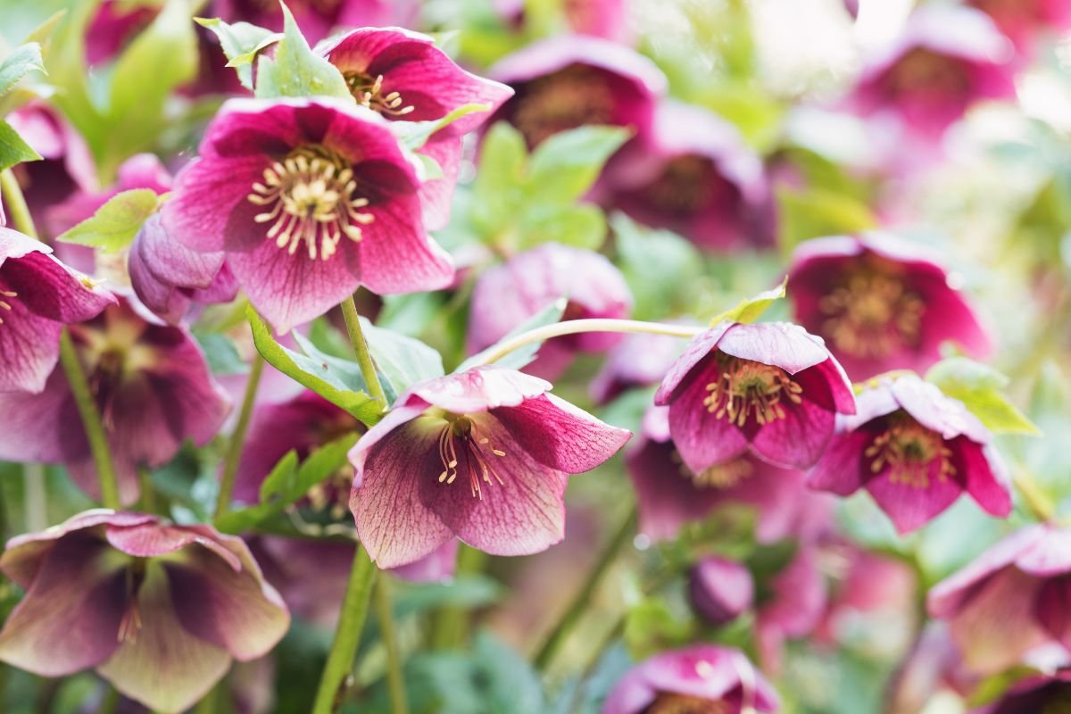 Shade plants: Hellebores