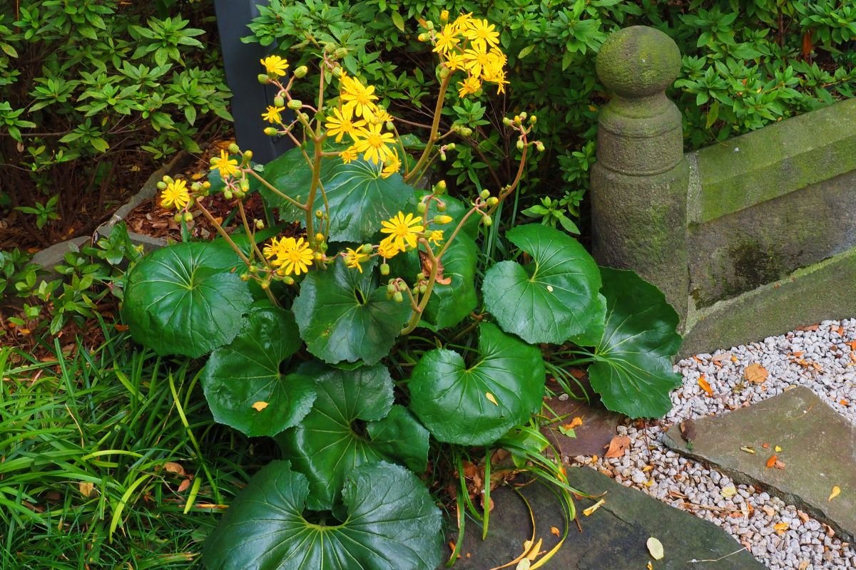 Shade plants: The Leopard plant