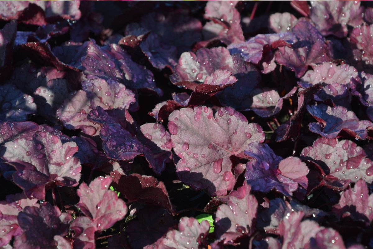 Shade plants: Coral bells
