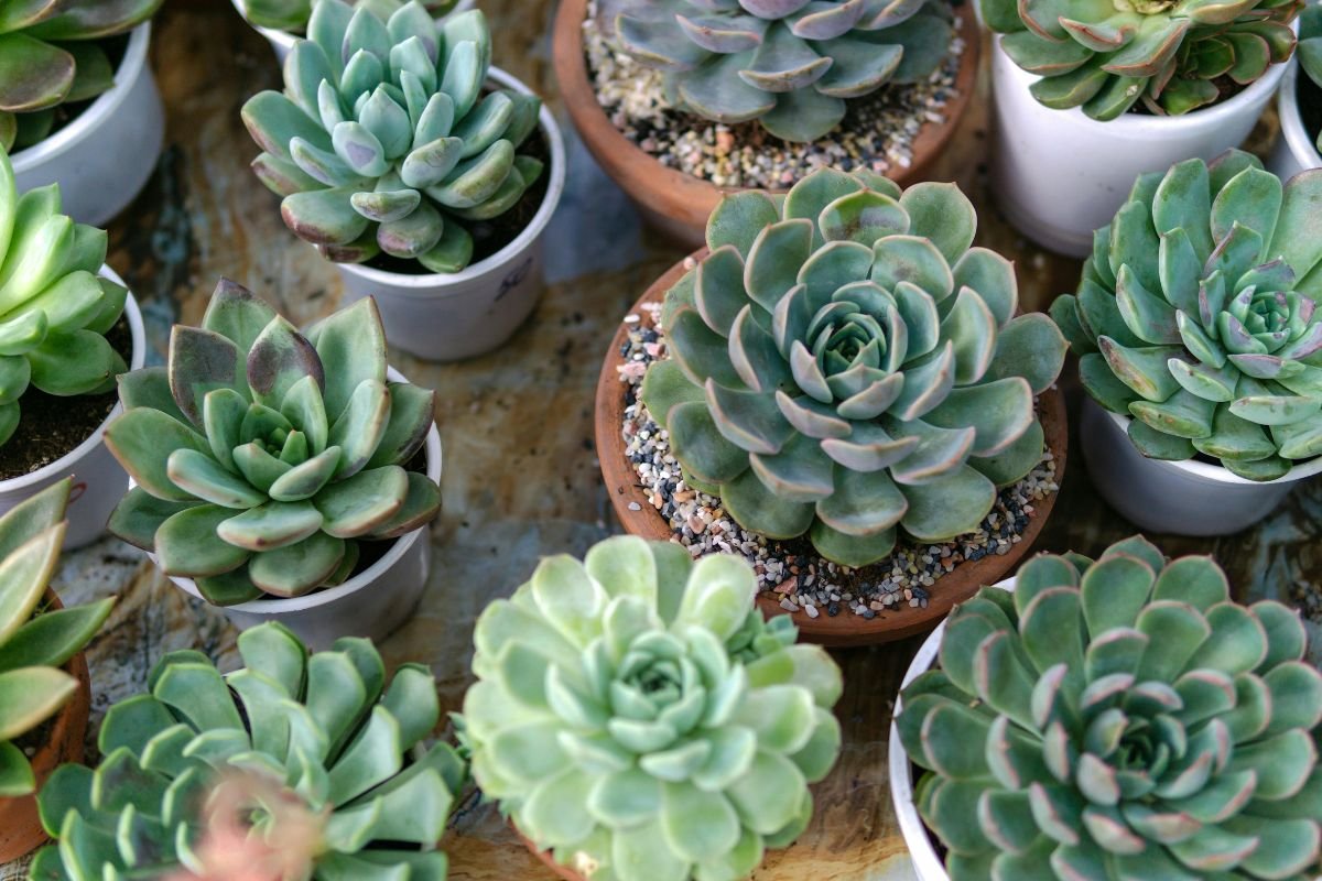 Small Spaces Plants