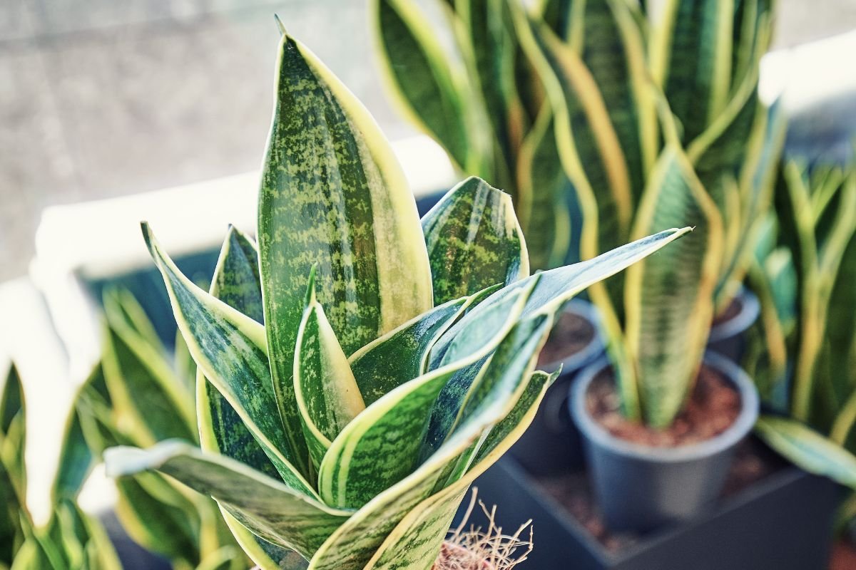 How to Propagate Snake Plant Successfully