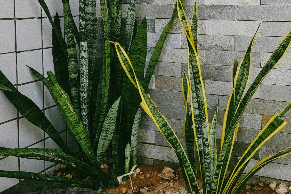 How to Propagate Snake Plant Successfully