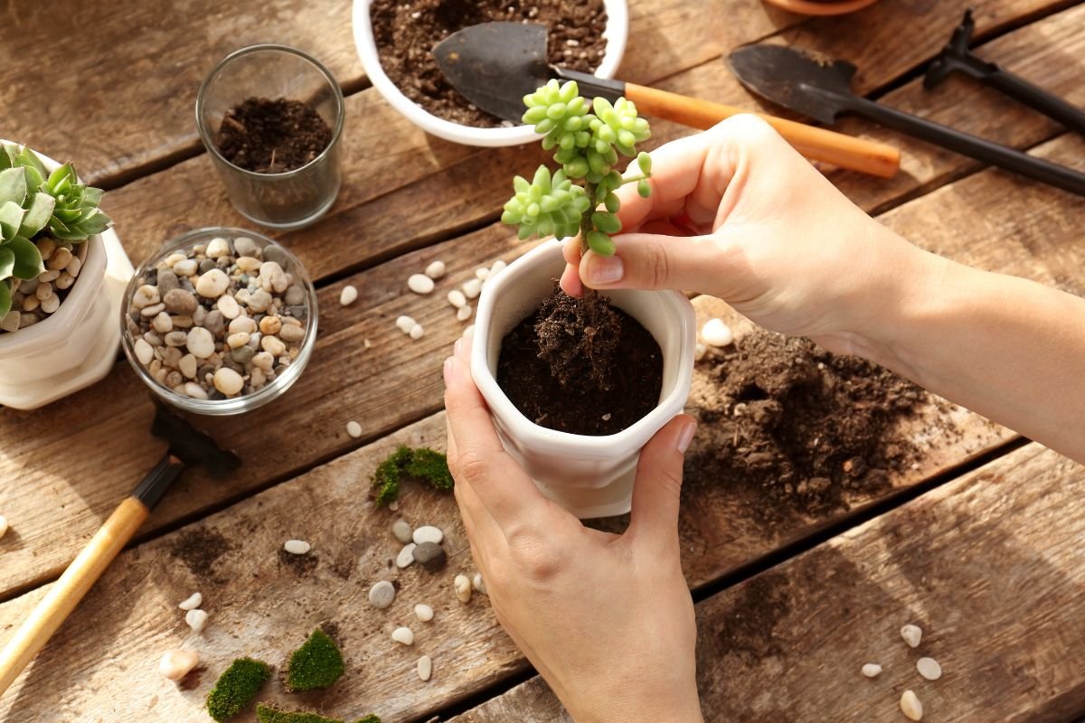 Understanding the Best Soil for Succulents: Key Insights