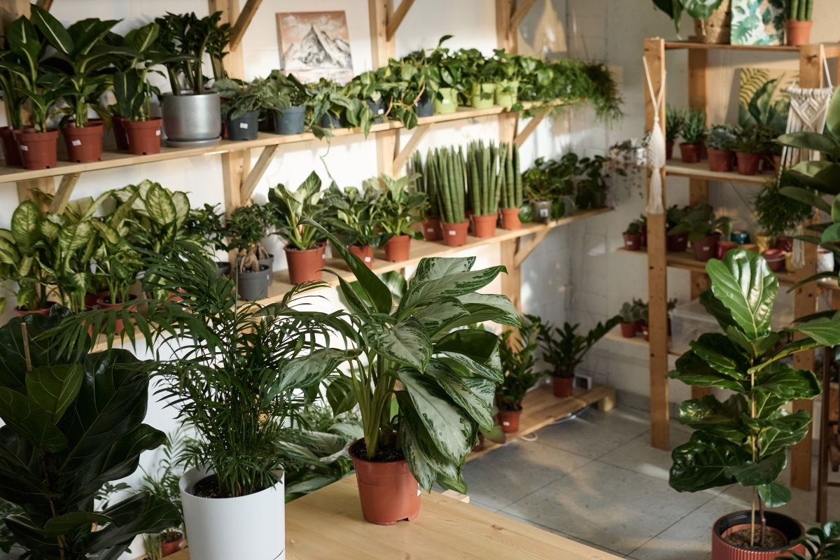 Vertical Gardening Indoor