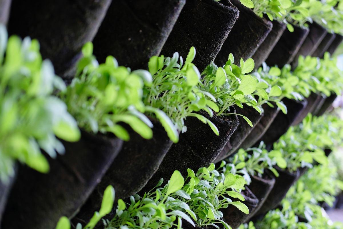 Vertical Gardening Indoor