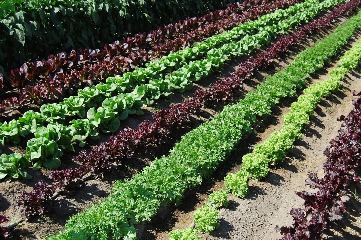 Row gardening layout
