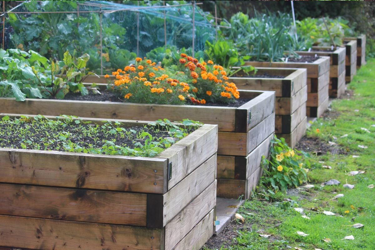 Raised beds gardening