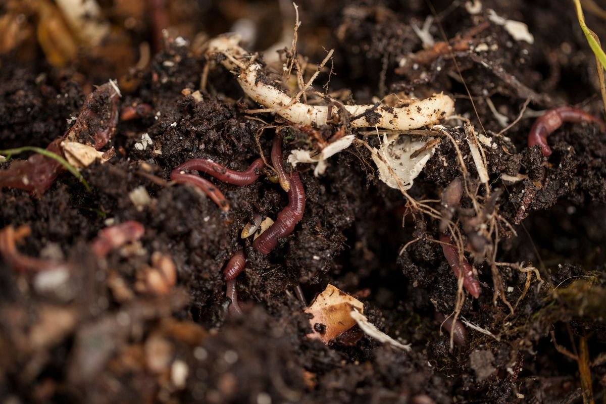 Compost