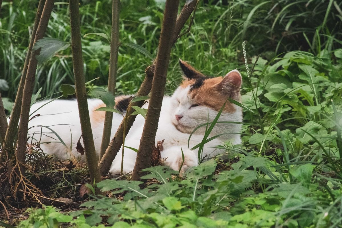 Garden Safety for Pets