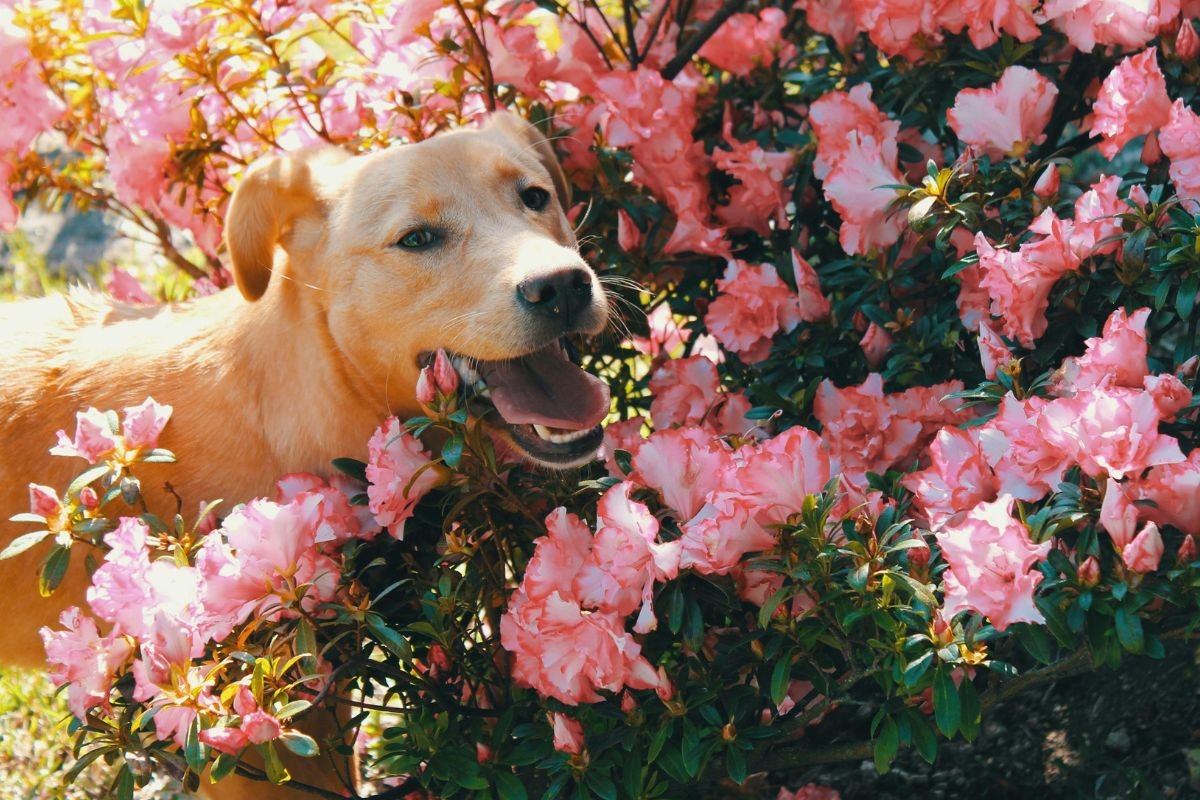 Garden Safety for Pets