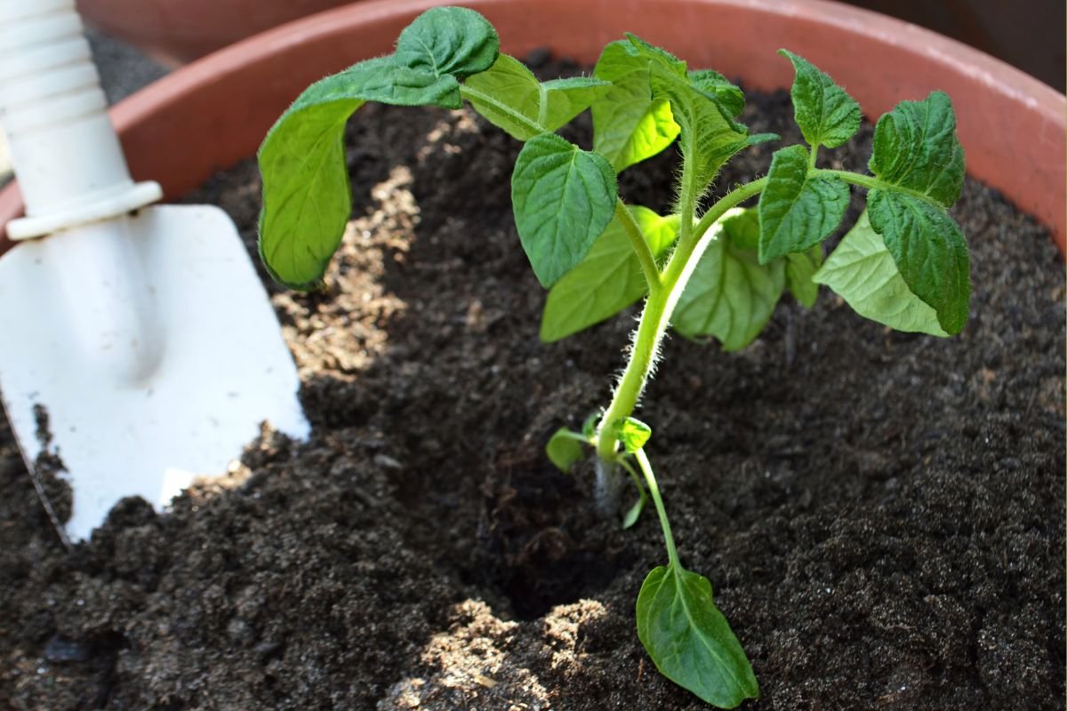 Growing Tomatoes