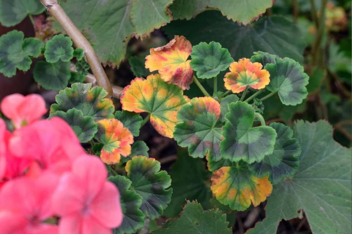 How Save Dying Plant